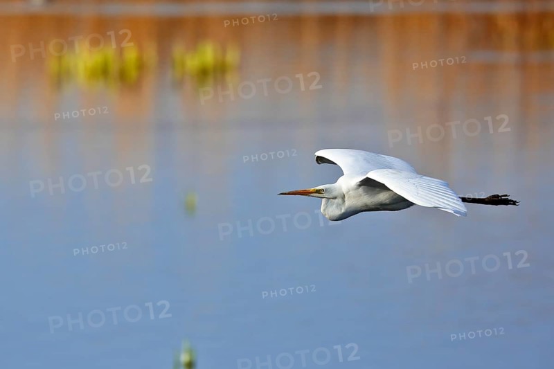 Great White Egret (Ardea alba) in flight over the water in front of a reed edge in the morning light, Flusslandschaft Peenetal nature park Park, Mecklenburg-Western Pomerania, Germany, Europe