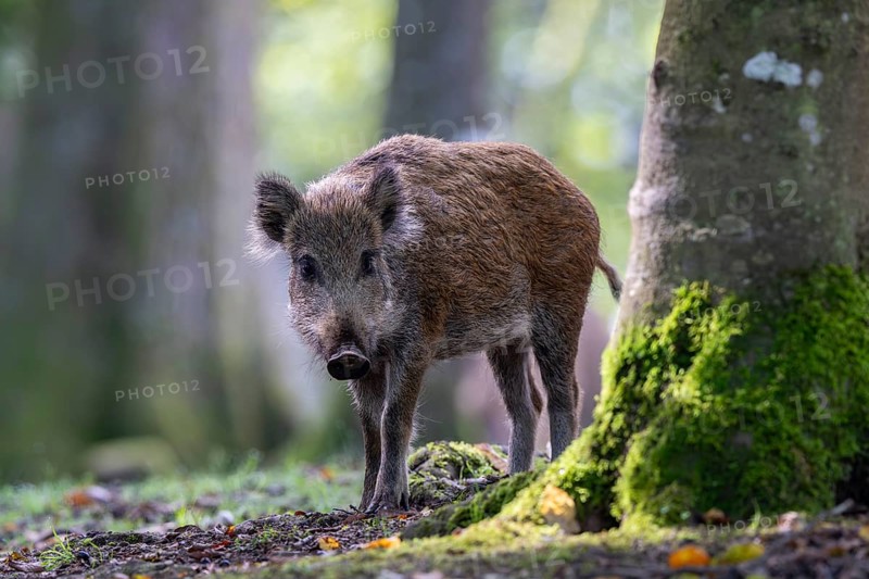 Wild boar (Sus scrofa), Vulkaneifel, Rhineland-Palatinate, Germany, Europe