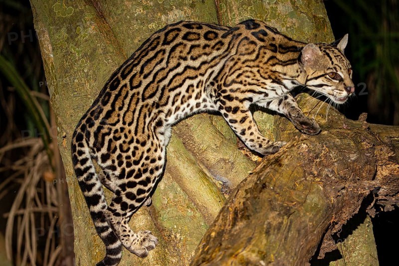 Ocelot (Felis pardalis) Pantanal Brazil