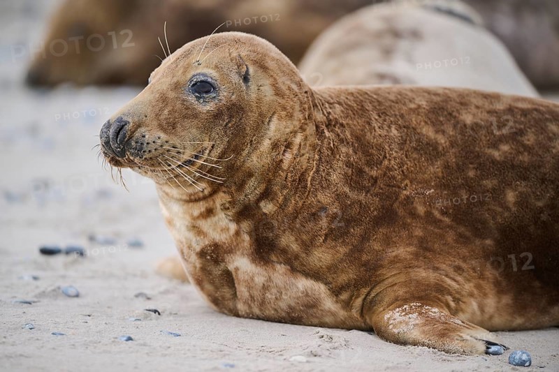 Grey seal (Halichoerus grypus), portrait, on the beach, Düne, Helgoland, Schleswig-Holstein, Germany, Europe