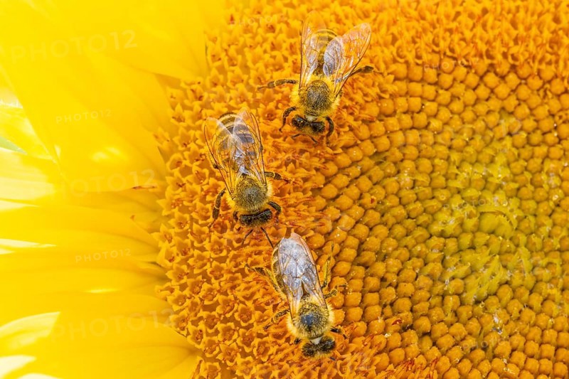 The sun shines down from the sky on a sunflower where some bees are collecting the nectar of the blossom, Frankfurt am Main, Hesse, Germany, Europe