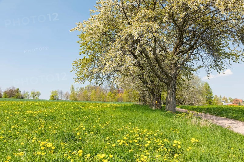 Avenue with blossoming fruit trees, in the background the houses of Fördergersdorf, spa town Hartha, Saxony, Germany, Europe
