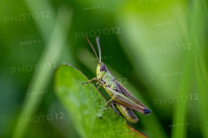 Great green bush cricket (locusta), grasshopper, on a blade of grass in a meadow, Tyrol, Austria, Europe