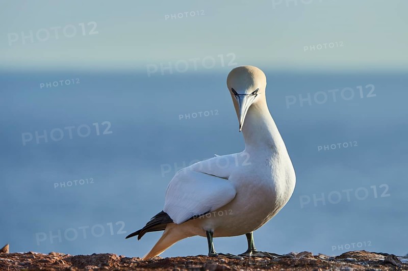 Northern gannet (Morus bassanus) standing on the cliff with the sea in the background, wildlife, Helgoland, Germany, Europe
