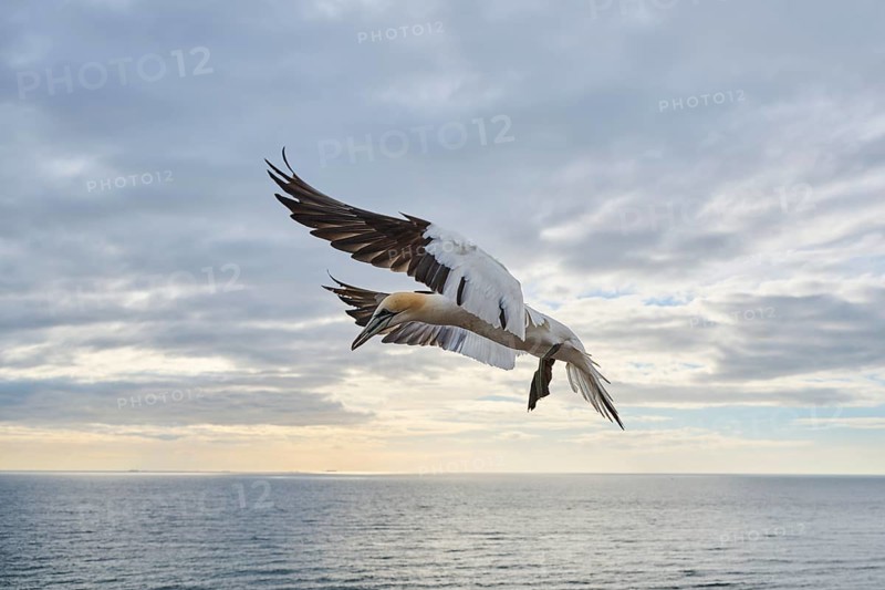 Northern gannet (Morus bassanus) flying over the sea, wildlife, Helgoland, Germany, Europe