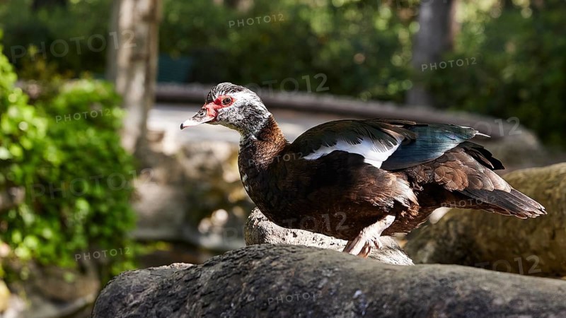 Brown and white duck (anas) on a tree trunk in a sunlit forest landscape, Rodini Park, City Park, Rhodes Town, Rhodes, Dodecanese, Greek Islands, Greece, Europe