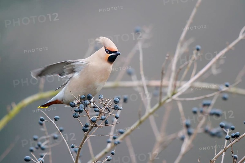 Bohemian Waxwing (Bombycilla garrulus), North Rhine-Westphalia, Germany, Europe