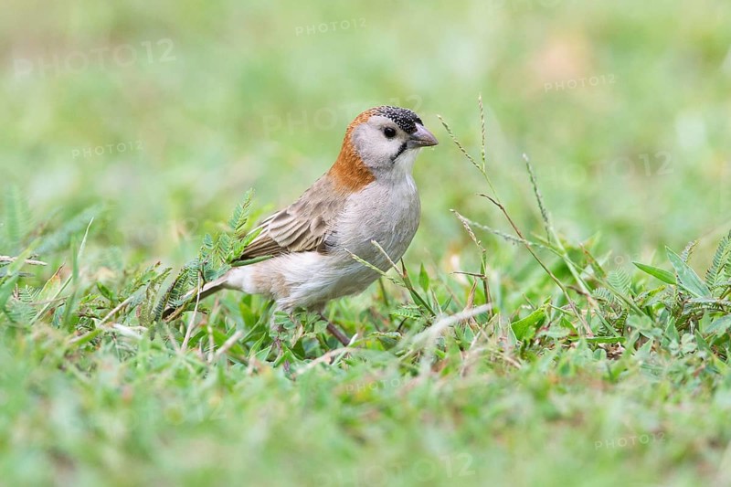 Schuppenkopfweber (Sporopipes frontalis) on ground, Uganda, Africa
