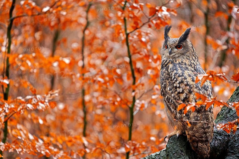 Eurasian Eagle Owl, Bubo Bubo, sitting tree trunk, wildlife fall photo in the wood with orange autumn colours, Germany. Autumn orange wildlife, detail portrait of owl in the forest. Bird habitat