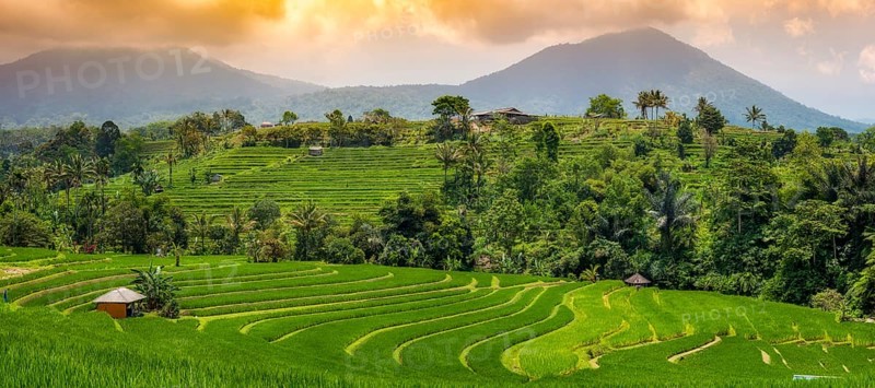 Jatiluwih, rice terrace, rice, agriculture, agriculture, panorama, evening mood, export, tourism, travel, landscape, UNESCO, Bali, Indonesia, Asia