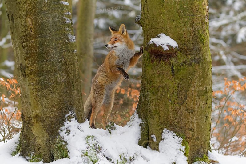 Red fox (Vulpes vulpes), standing on its hind legs against a tree trunk in a snowy forest, Czech Republic, Europe