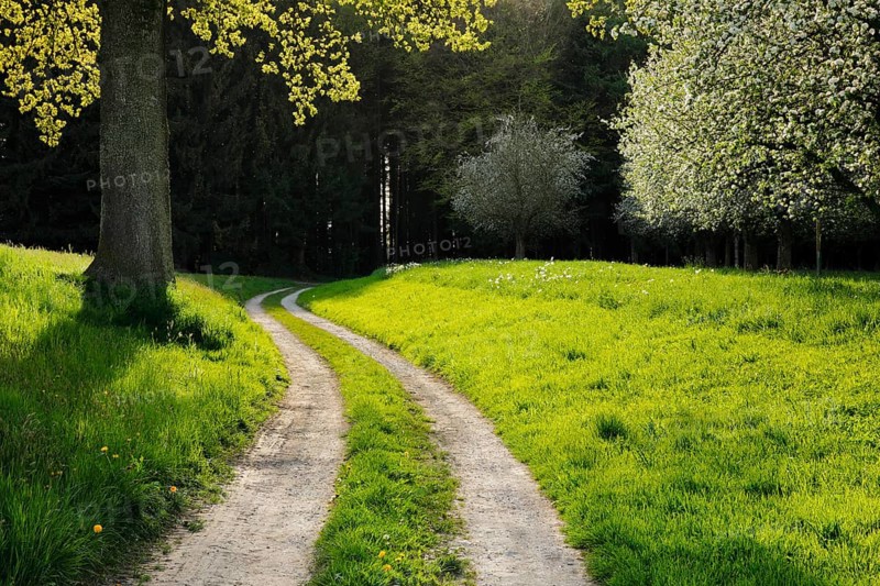 Curved field path leads between oak and blossoming fruit trees into the forest, Canton Thurgau, Switzerland, Europe