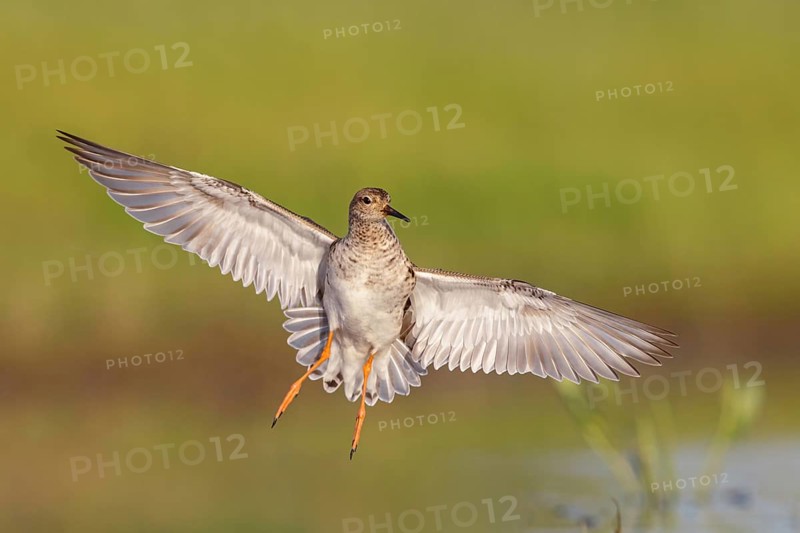 Ruff (Philomachus pugnax), female in flight, Narew, Bialystok, Podlasie, Poland, Europe