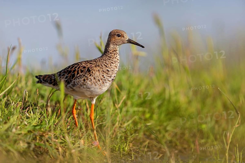 Ruff (Philomachus pugnax), female, Narew, Bialystok, Podlasie, Poland, Europe
