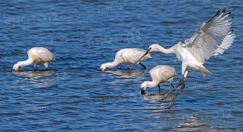 Flock of Eurasian spoonbills, common spoonbill (Platalea leucorodia) juveniles and adults foraging in shallow water of coastal salt marsh in summer