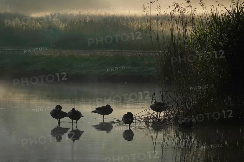 Summer morning atmosphere, morning fog, Germany, Europe
