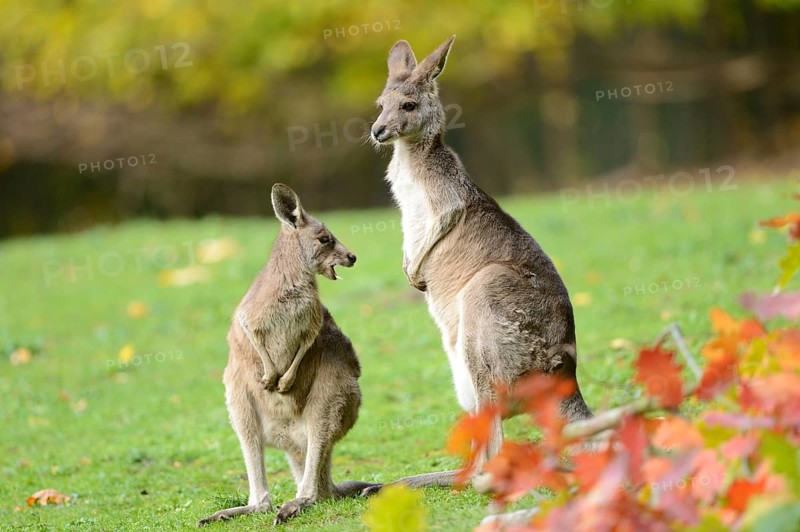 Close-up of a eastern grey kangaroo (Macropus giganteus) mother with her child in autumn