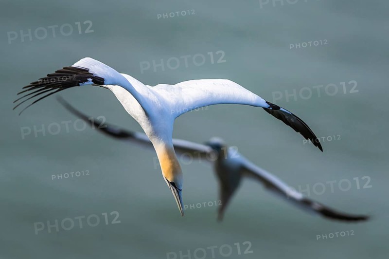 Northern Gannet, Morus bassanus, bird in flight over sea, Bempton Cliffs, North Yorkshire, England, United Kingdom, Europe