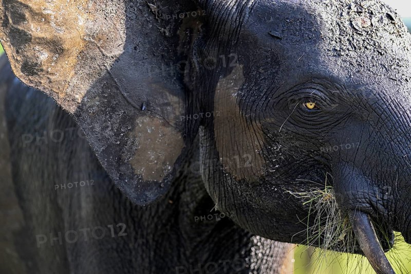 African forest elephant (Loxodonta cyclotis) in Loango National Park, Parc National de Loango, portrait, Ogooué-Maritime Province, Gabon, Africa