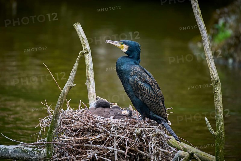 Cormorant (Phalacrocorax carbo) sitting at the nest with young birds, spring, Switzerland, Europe