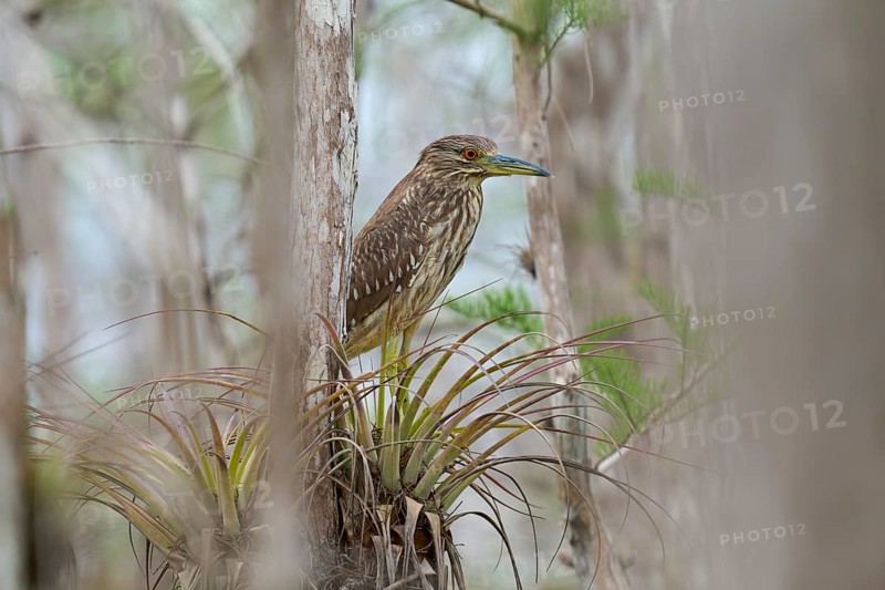 Night heron (Nycticorax nycticorax), young bird on Bromelia, spring, Everglades National Park, Florida, USA, North America