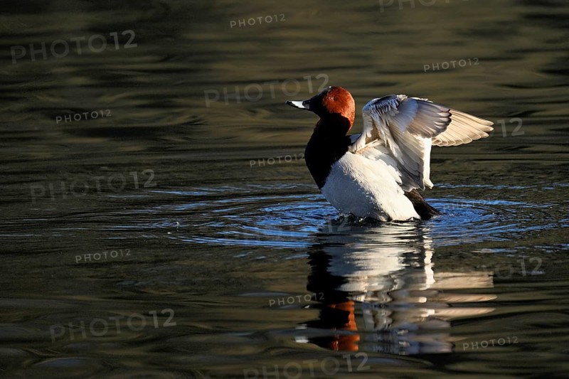 Common Pochard (Aythya ferina), male taking off from the water, Rootsee, Canton Lucerne, Switzerland, Europe