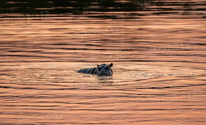 Hippopotamus (Hippopatamus amphibius), young animal in the water at sunset, Sabie River, Kruger National Park, South Africa, Africa