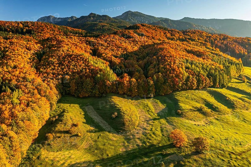 Aerial view of a mountain forest in front of mountains in autumn, sunny, Ohlstadt, view of Herzogstand and Heimgarten, Alpine foothills, Upper Bavaria, Bavaria, Germany, Europe