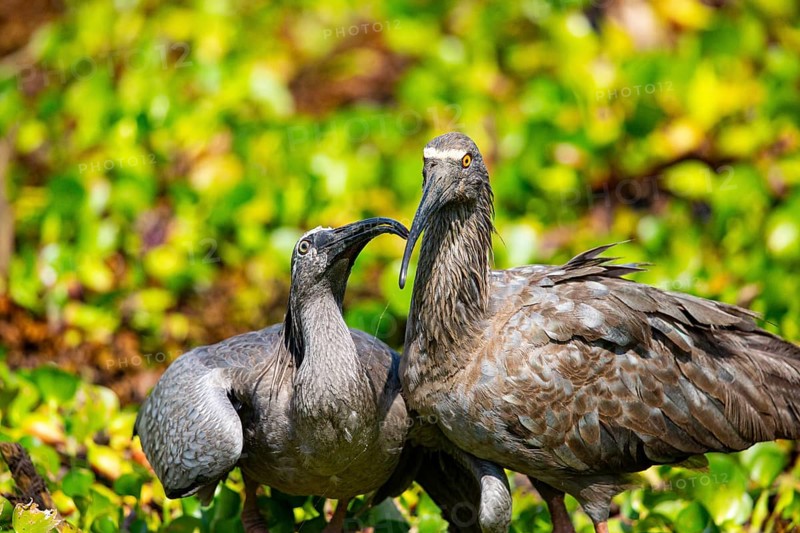 Plumbeous ibis (Harpiprion caerulescens) Pantanal Brazil