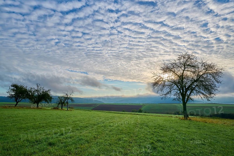 Green orchard meadow, apple tree, under a cloudy sky at sunrise in a quiet landscape, autumn, Eichelsbach, Elsenfeld, Spessart, Bavaria, Germany, Europe