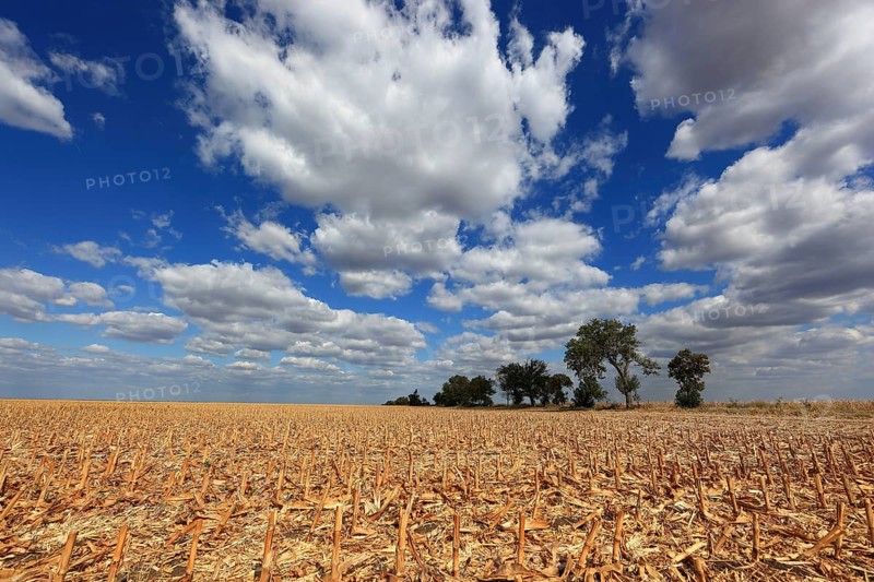 Romania, in the south of the country, maize field after harvest, harvested, stubble field, Europe