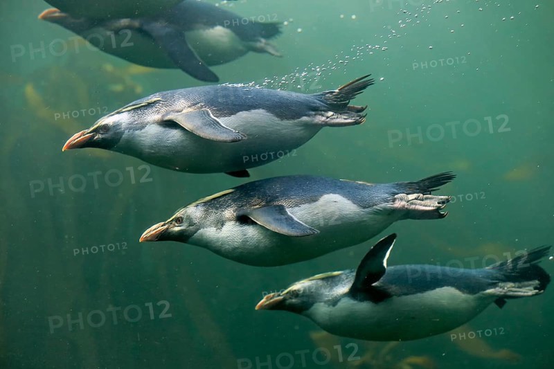 Rockhopper penguin (Eudyptes chrysocome), adult, in water, swimming, group, South Africa, Africa
