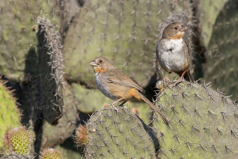 White-throated Towhee (Melozone albicollis) perched on a branch in Oaxaca, Mexico, Central America