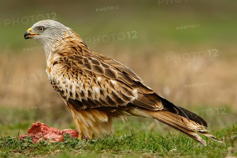 Red Kite (Milvus milvus), feeding on field floor, Castile and Leon, Spain, Europe