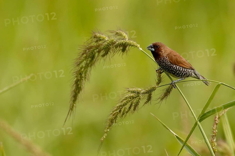 Scaly-breasted Munia (Lonchura punctulata), North Sulawesi, Indonesia, Asia