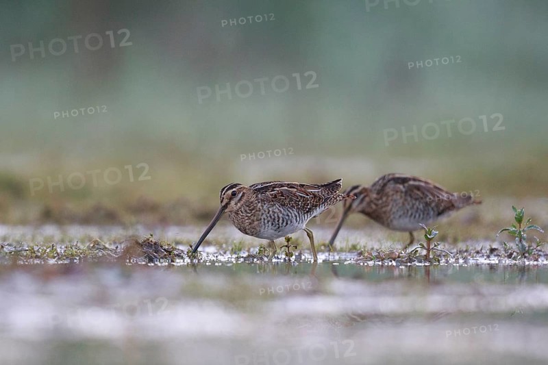 Common Snipe (Gallinago gallinago) foraging, North Rhine-Westphalia, Germany, Europe