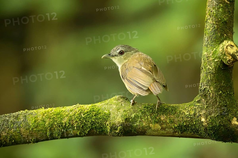 Horsfield's Babbler (Malacocincla sepiaria) perched on mossy trunk, East Java, Indonesia, Asia