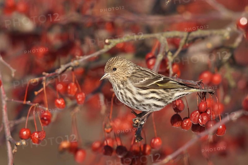 Pine Siskin (Spinus pinus), Ohio, USA, North America