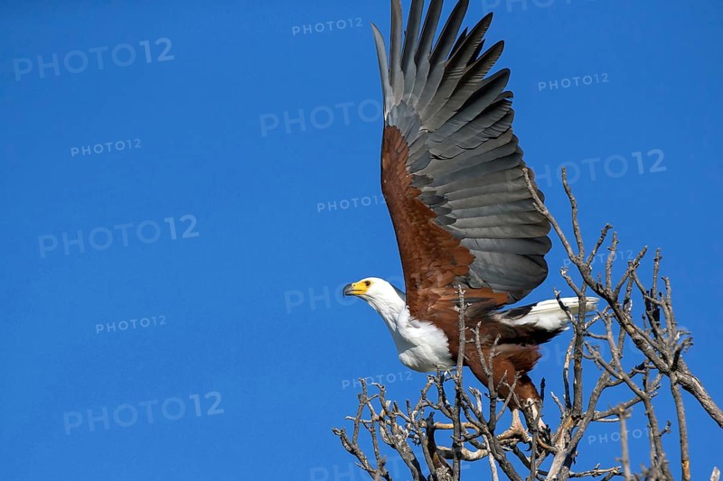 Lesser spotted eagle, (Haliaeetus vocifer), Africa, Botswana, flight photo, Okovango Delta, Africa