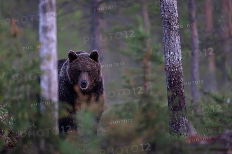 Brown bear (Ursus arctos) in the Finnish taiga, Kuusamo, Finland, Europe