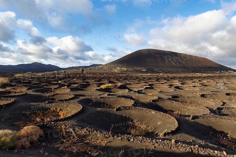 Wine-growing on volcanic soil, typical landscape with volcanic mountains on the horizon, La Geria wine-growing region, Lanzarote, Spain, Europe