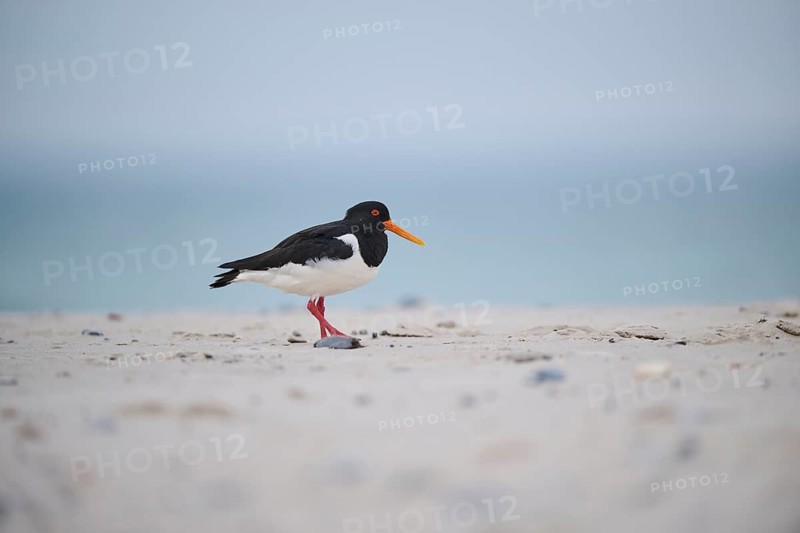 Eurasian oystercatcher (Haematopus ostralegus) on the beach, Düne, Helgoland, Schleswig-Holstein, Germany, Europe