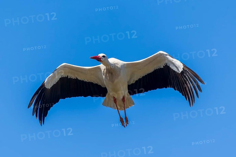 A stork flies through the blue sky with its wings wide open, white stork (Ciconia ciconia), wildlife, Germany, Europe