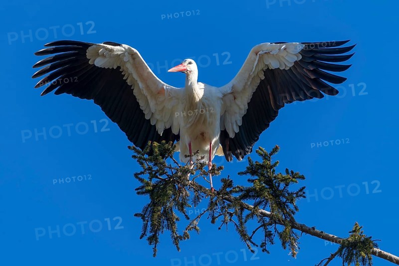 White stork with spread wings standing on a tree branch under a blue sky, White stork (Ciconia ciconia), wildlife, Germany, Europe