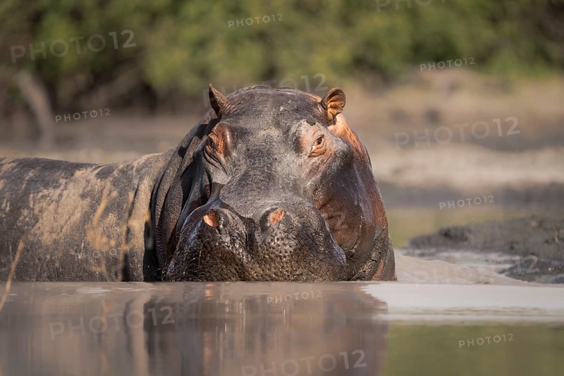 Hippo (Hippopotamus amphibius) portrait. Front view of the face and head. Adult animal is in water. Okavango Delta, Botswana, Africa