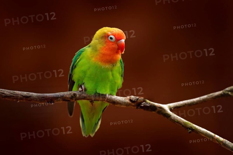 Nyasa Lovebird or Lilian's lovebird, Agapornis lilianae, green exotic bird sitting on the tree, Namibia, Africa. Beautiful parrot in the nature habitat. Brown clear background. Bird in wild nature, Africa