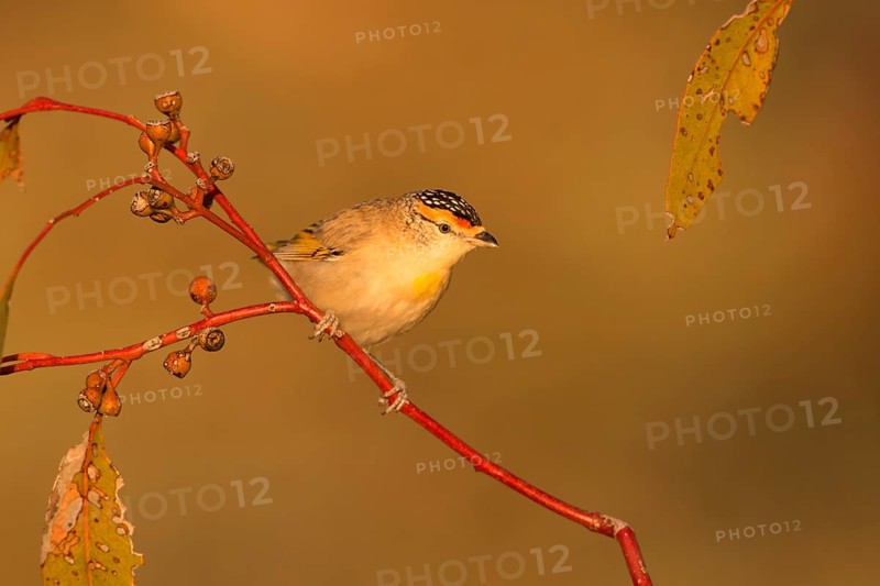 Red-browed Pardalote (Pardalotus rubricatus), Northern Territory, Australia, Oceania