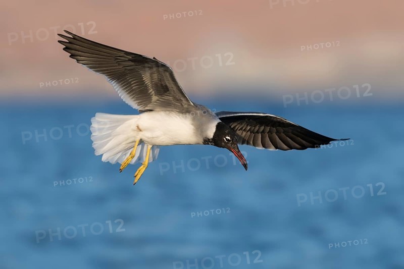 White-eyed Gull (Ichthyaetus leucophthalmus) juvenile flying, Eilat, Israel, Asia