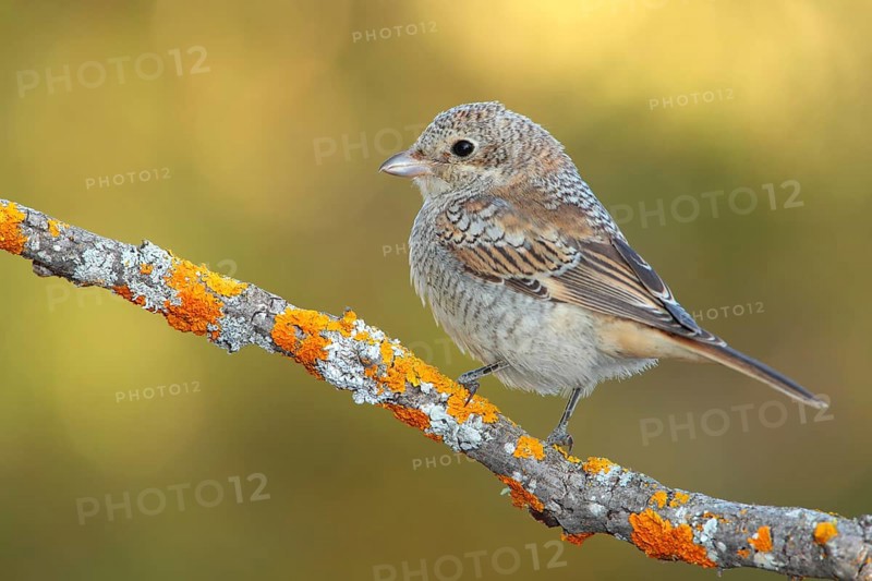Woodchat Shrike (Lanius senator) juvenile, Andalusia, Spain, Europe