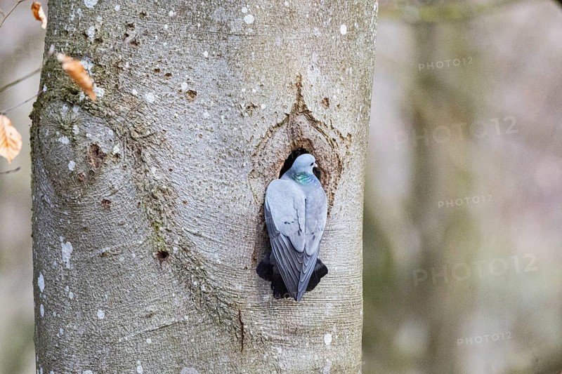 Stock Dove (Columba oenas) at Black Woodpecker Cave Germany